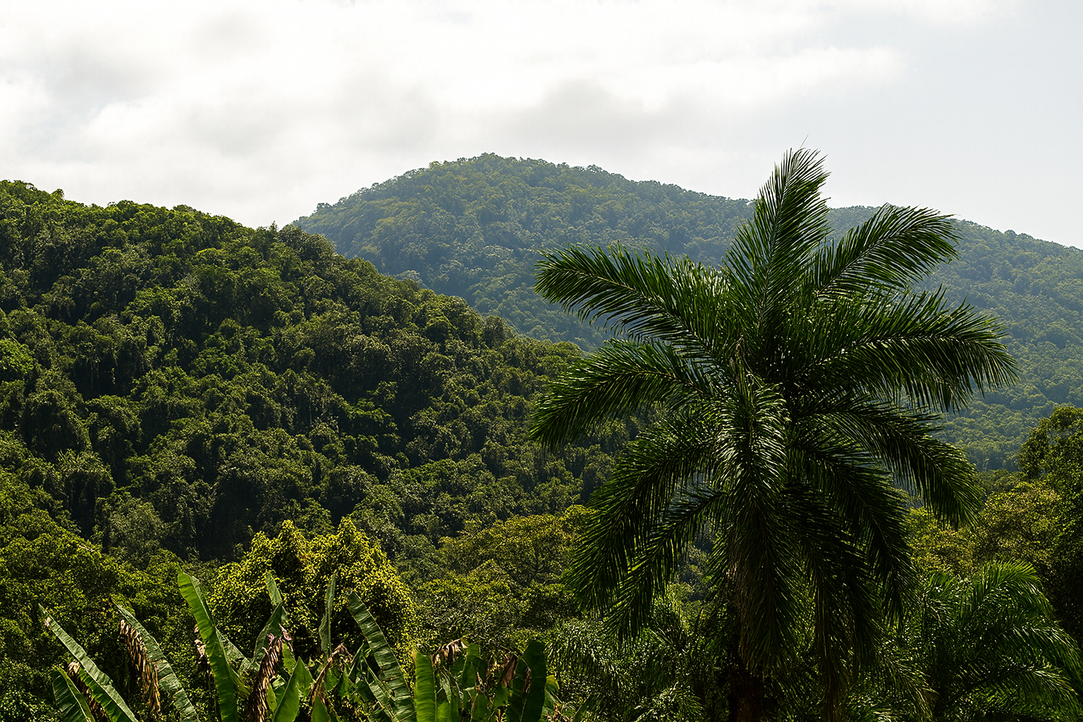 Atlantic Forest