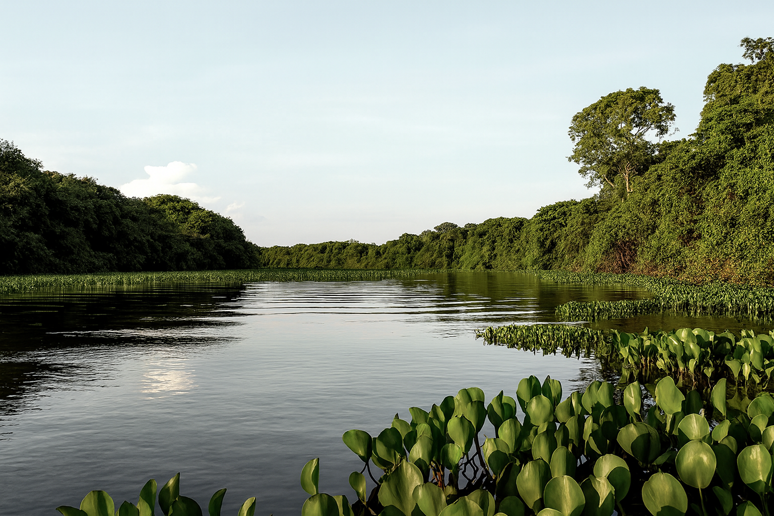 Pantanal Wetlands