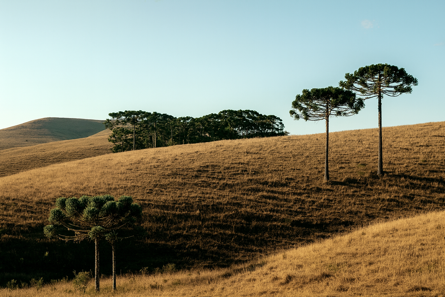 Pampa Grasslands